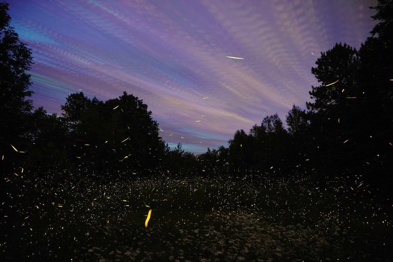 Fireflies Bhandardara