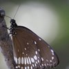 Butterflies at Nagla 