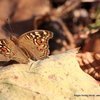 Bufferflies 