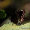 Butterflies at Nagla Forest 