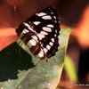 Nagla Forest Thane