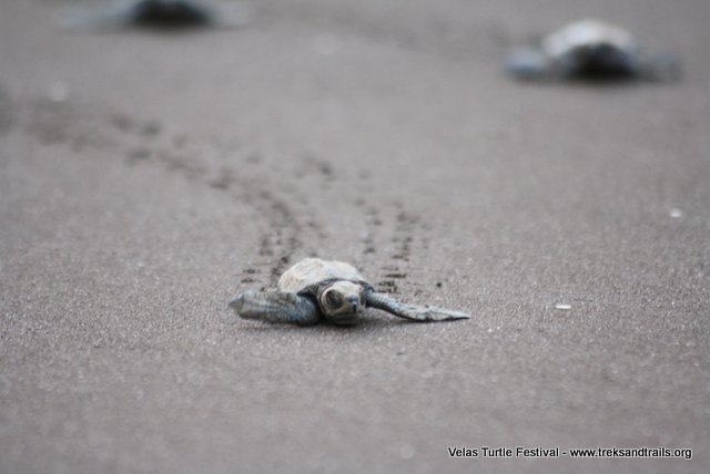 Turtle Festival Maharashtra
