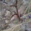 Triund Trek