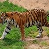 Tiger Safari