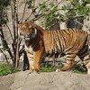 Nagpur Tiger Safari