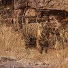 Mp Tiger Safari