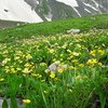 Kashmir