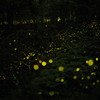 Fireflies  Purushwadi