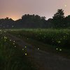 Fireflies Trek