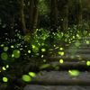 Rajmachi Fireflies