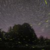 Fireflies Maharashtra
