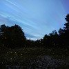 Prabalgad Fireflies