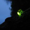 Bhandardara Fireflies Photo