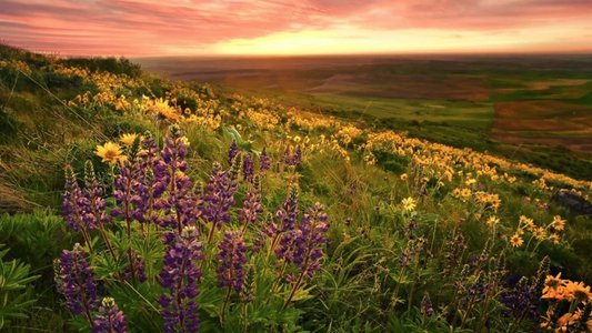 Valley of Flowers Trek