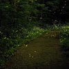 Fireflies Trek