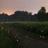 Fireflies at Rajmachi