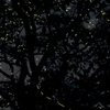 Rajmachi Fireflies Camping