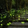 Rajmachi Fireflies