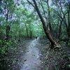 Trek to Bhimashankar