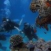 Underwater Photos in Tarkali 