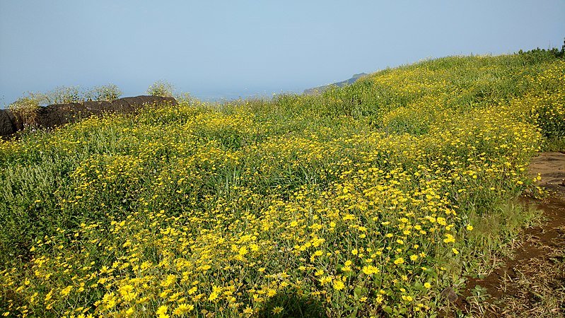 Flowers at Ratangad