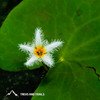 Kaas Plateau 