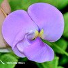 Kaas Plateau Maharashtra