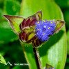 Flowers of Kaas Plateau