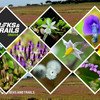 Kaas Plateau