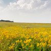 Kaas Plateau