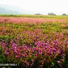 Kaas Plateau 