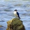 Andaman and Nicobar Tour