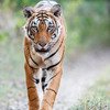 Nation Park Jim Corbett