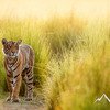 Jiim Corbett Tiger Image