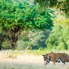 Jim Corbett 