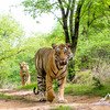 Nagzira Wildlife
