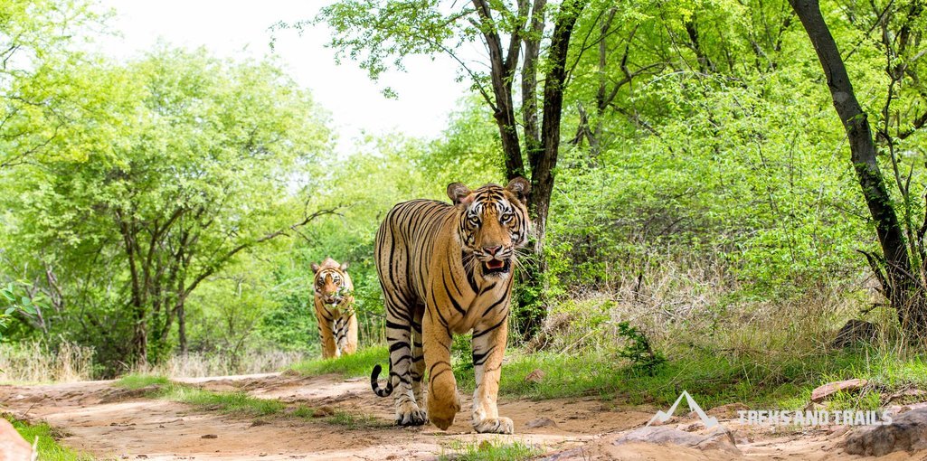 Nagzira Wildlife