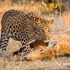 Jhalana Leopard Reserve