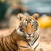 Jhalana Tiger Reserve