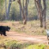 Tour to Satpura Reserve