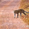 Satpura Tiger 