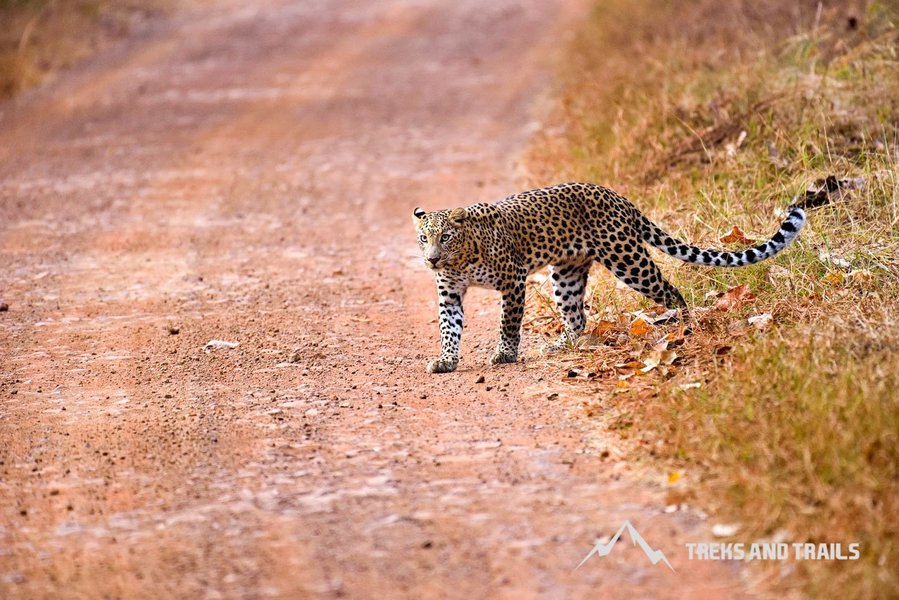 Satpura Tiger 