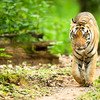 Satpura Tigers