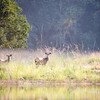 Satpura National Park