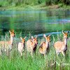 Antilop Deer Kanha Reserve