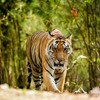 Kanha Tiger Reserve