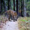 Kanha Tiger Reserve