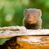 Indian Grey Mongoose