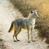 Indian Jackal Kanhan Reserve