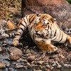 Kanha Tiger Reserve Wildlife 